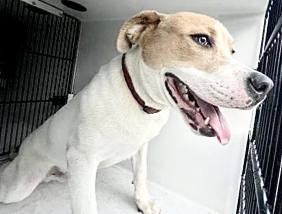 A young medium-sized male Pointer dog named A for adoption in Houston, TX