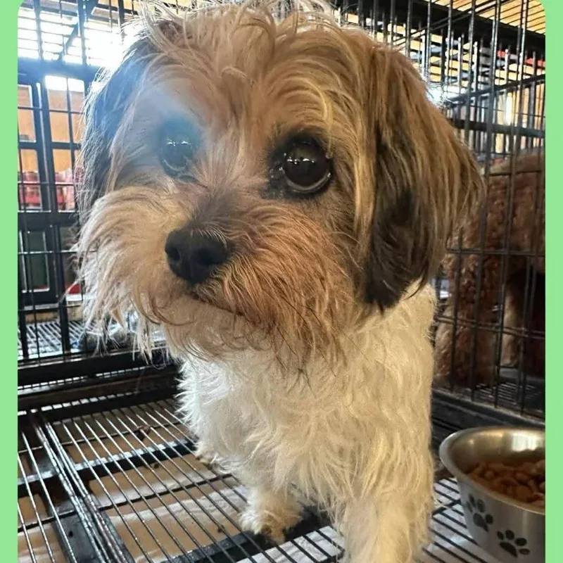 Scarlett thumbnail 2