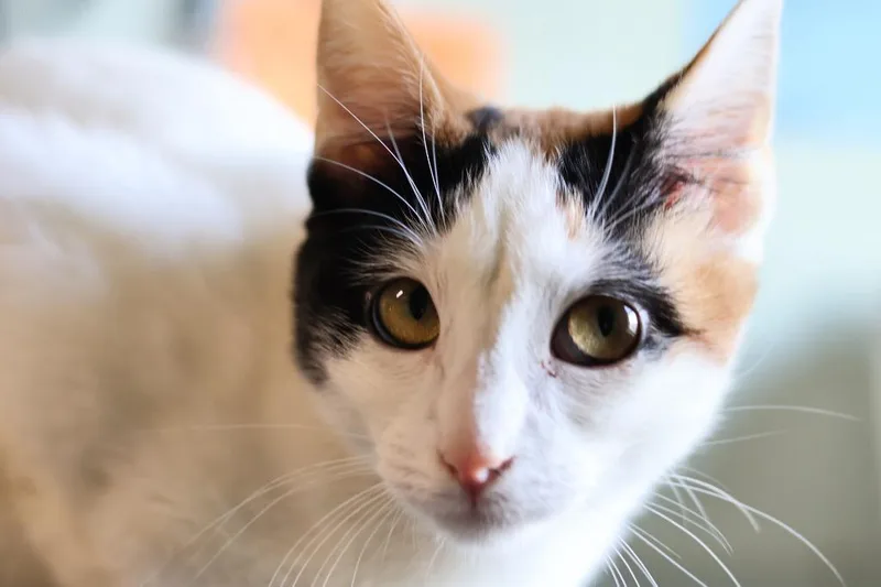 Scotch Bonnet thumbnail 3