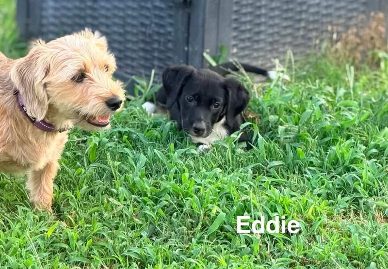A baby medium-sized male Retriever dog named Eddie for adoption in Douglas, MA