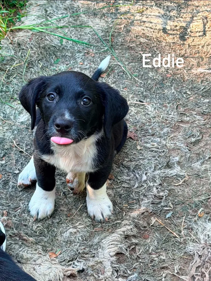 Eddie thumbnail 2