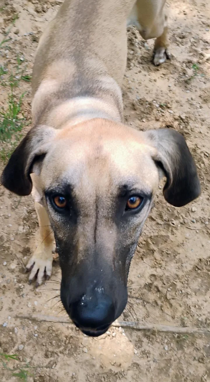 A young large-sized female Yellow / Tan / Blond / Fawn Black Mouth Cur dog named Meadow for adoption in Saint Jo, TX