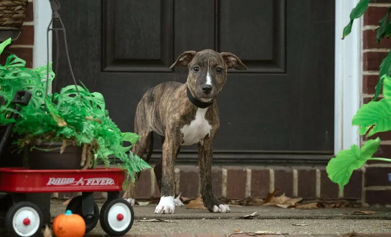 A baby medium-sized female Brindle Pit Bull Terrier dog named Catherine Howard for adoption in Salisbury, MD