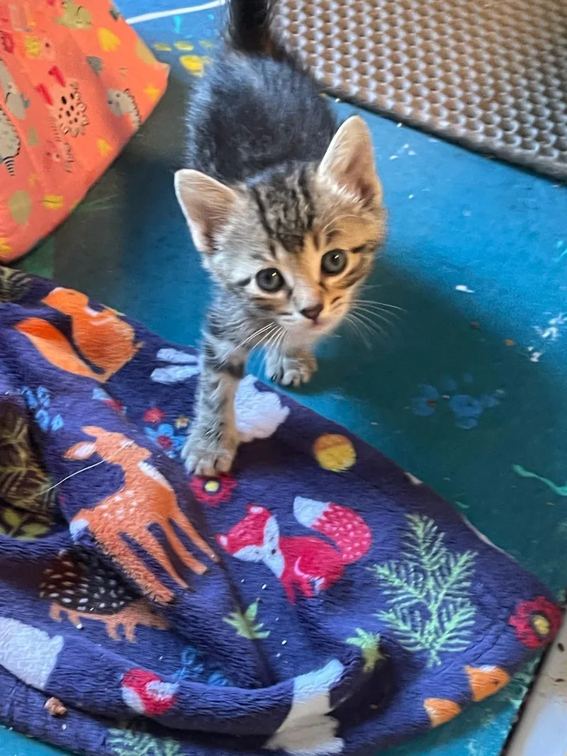 A baby medium-sized female Tabby cat named Puma for adoption in Flint Hill, VA