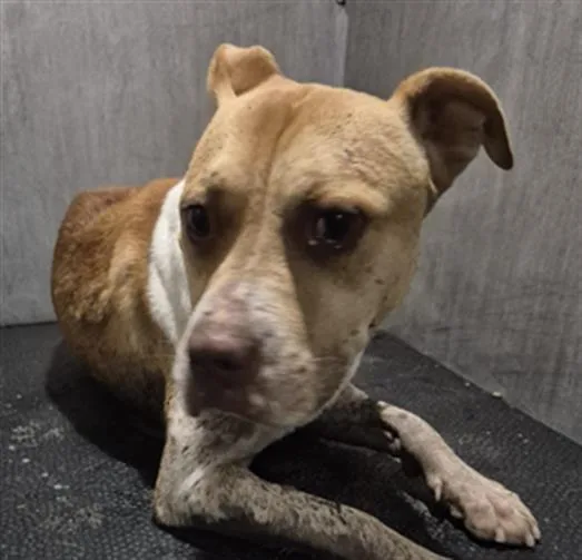 An adult large-sized male American Staffordshire Terrier dog named Berry for adoption in San Antonio, TX