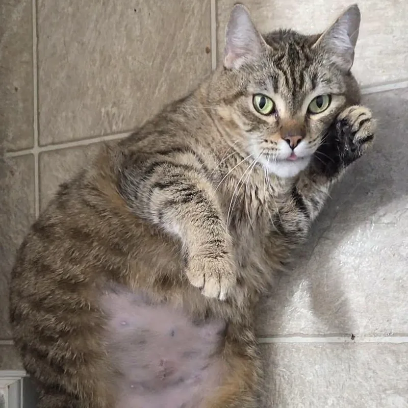 An adult large-sized female Tabby cat named Tonya for adoption in Gladstone, OR