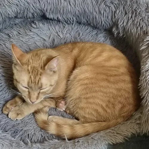 A baby medium-sized male Domestic Short Hair cat named Mellow for adoption in Newton, NC