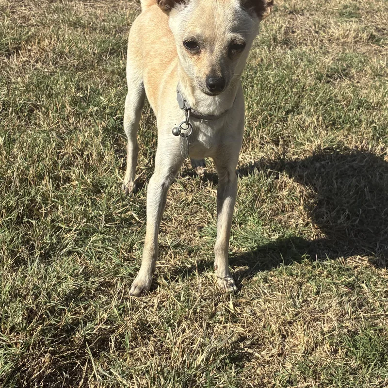 A young small-sized male Apricot / Beige Chihuahua dog named Chopper for adoption in Plano, TX