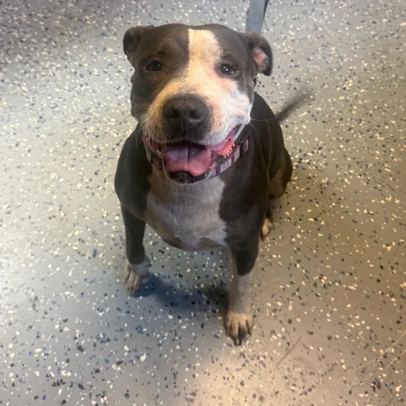 An adult medium-sized female Gray / Blue / Silver Pit Bull Terrier dog named Ethel for adoption in Tuscaloosa, AL