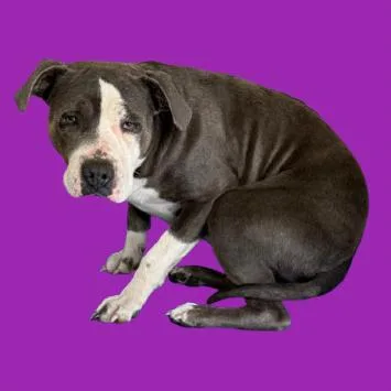 Ethel thumbnail 3