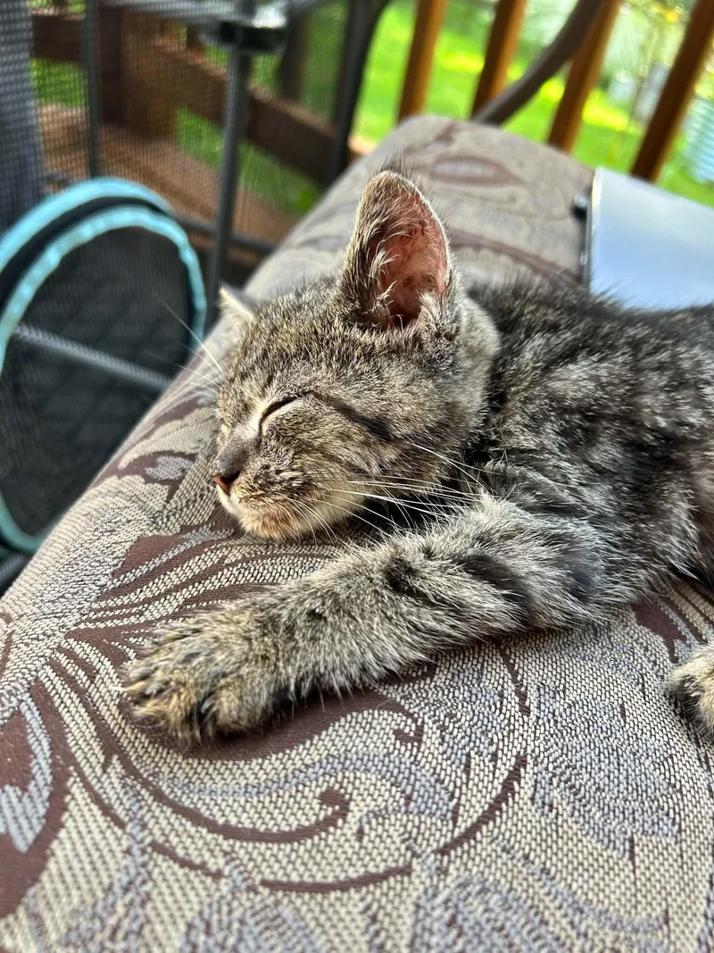 A baby small-sized female Domestic Short Hair cat named Fippy for adoption in Clymer, PA