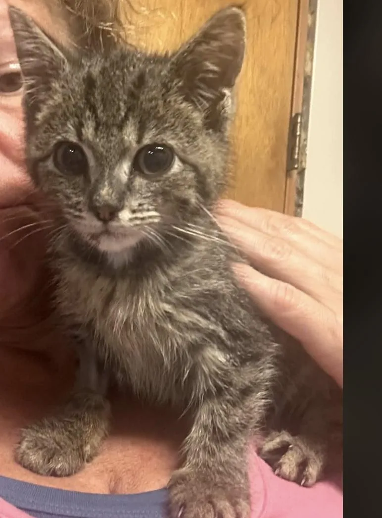 Fippy thumbnail 2