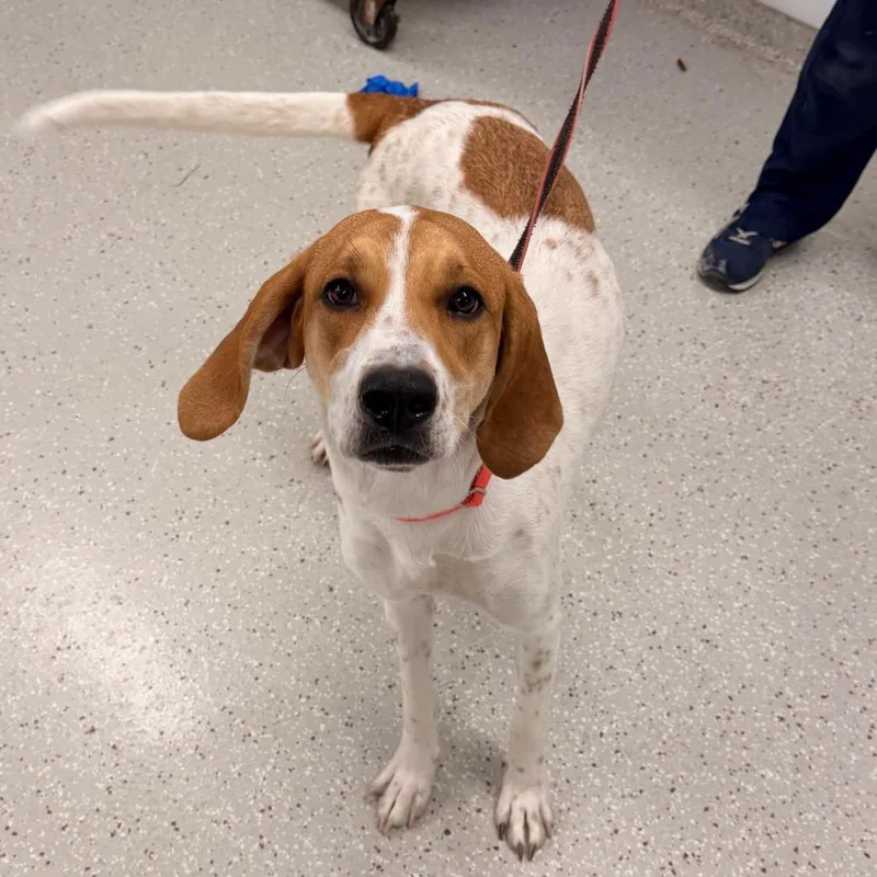 A young large-sized female Yellow / Tan / Blond / Fawn English Coonhound dog named Ashtyn for adoption in Indianapolis, IN