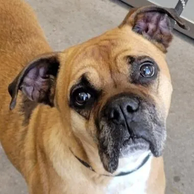 Harley