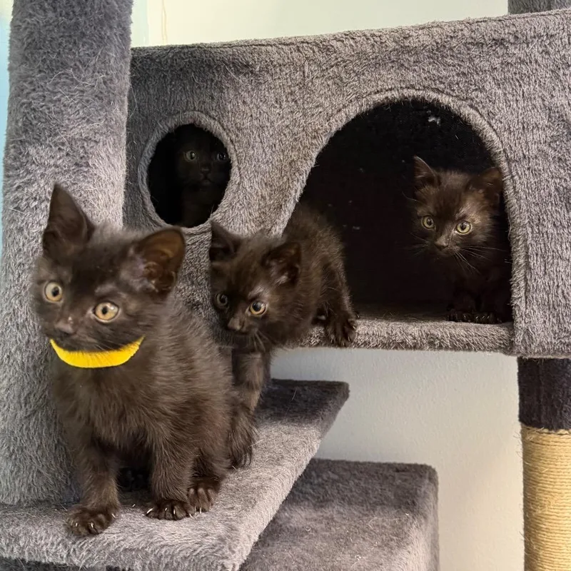 A baby small-sized female Black Domestic Short Hair cat named Purrincess for adoption in Webster, TX