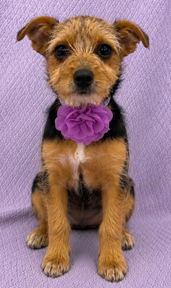 A baby small-sized female Black Yorkshire Terrier dog named Avery for adoption in Lodi, CA