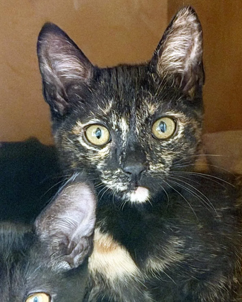 A baby medium-sized female Tortoiseshell cat named Glinda for adoption in San Clemente, CA