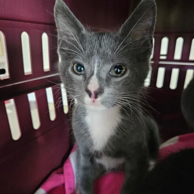 A baby small-sized male Black Domestic Short Hair cat named Gross Gregory for adoption in Hattiesburg, MS