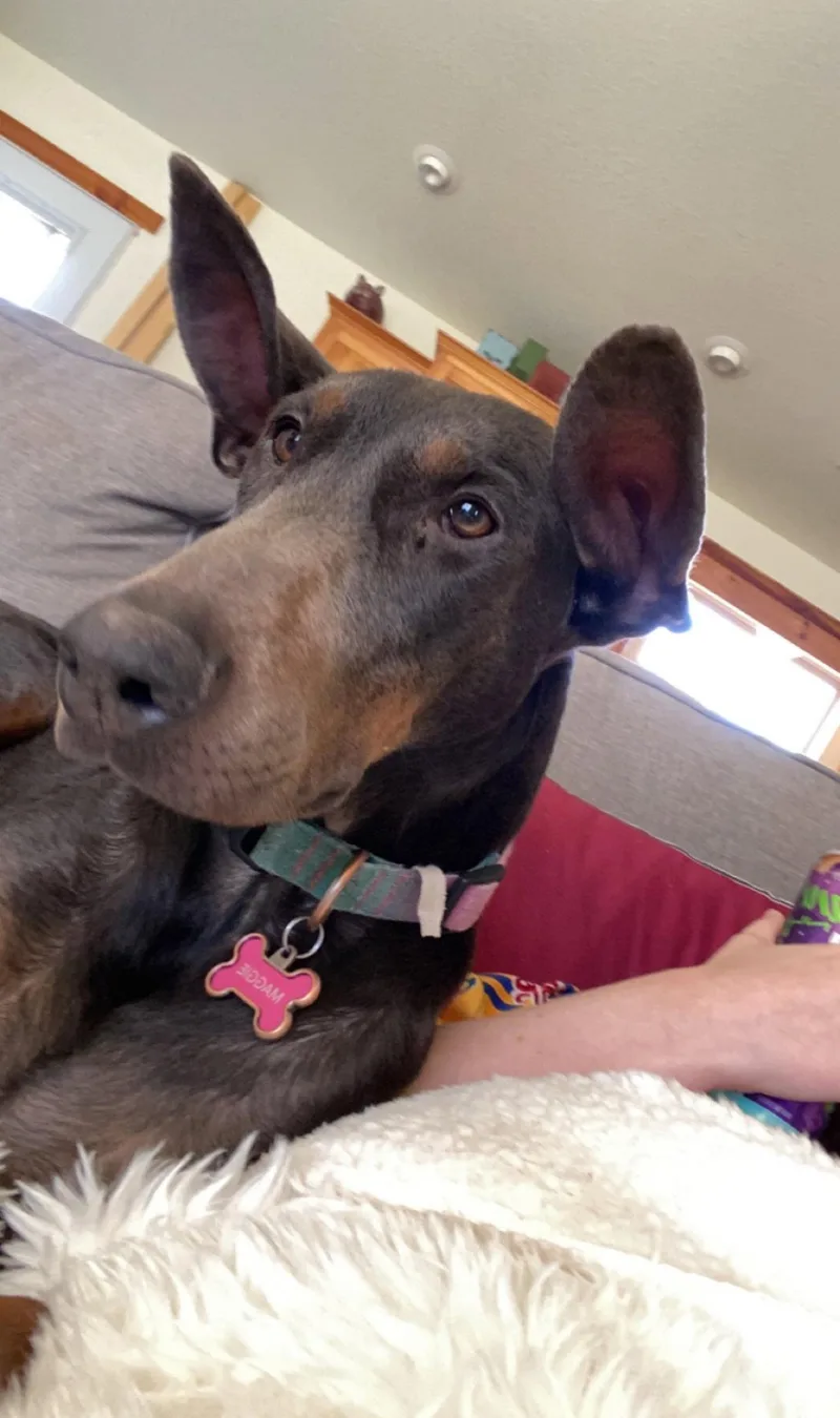 An adult large-sized female Doberman Pinscher dog named Maggie for adoption in Buffalo, MN