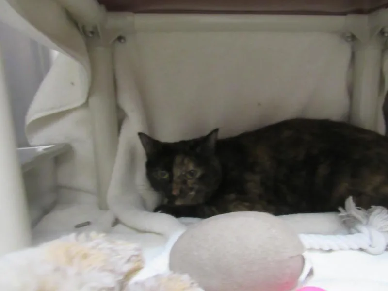 A young medium-sized female Domestic Short Hair cat named Ivy for adoption in Derwood, MD
