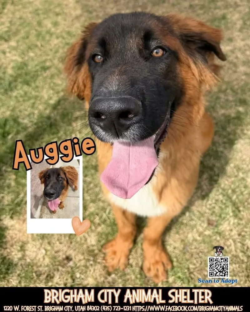 Auggie