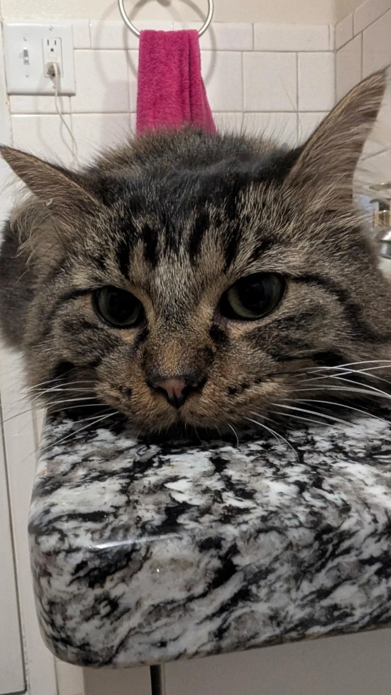 An adult medium-sized male Domestic Long Hair cat named Nigel for adoption in Wheaton, IL