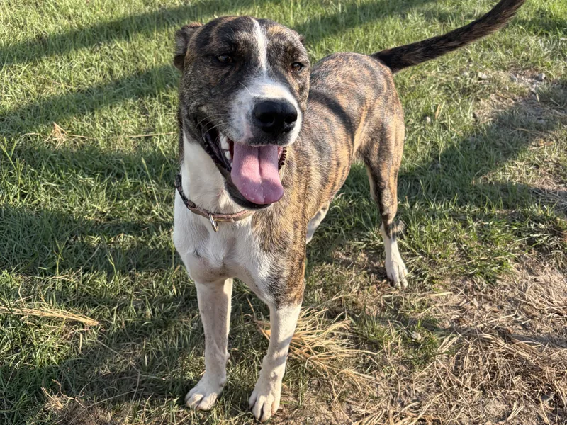 A young medium-sized female Boxer dog named Ruthie for adoption in Perry, GA