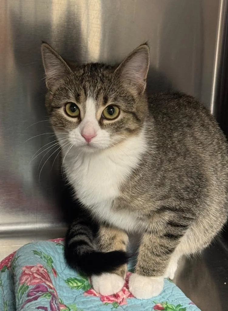 A baby small-sized female Domestic Short Hair cat named Rosalee for adoption in Boone, IA