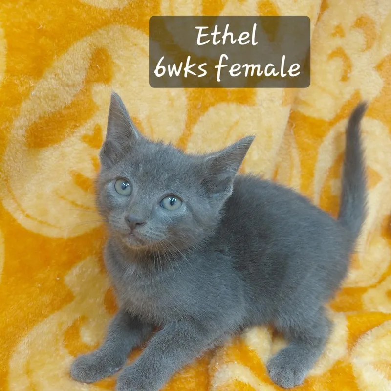 A baby small-sized female Domestic Short Hair cat named Ethel for adoption in New Tazewell, TN