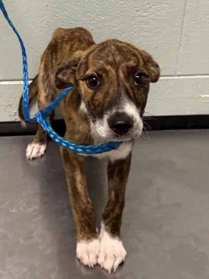 A baby medium-sized female Pit Bull Terrier dog named Stef for adoption in Red Bluff, CA
