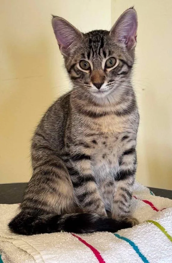 A baby medium-sized male Tabby cat named Bambi for adoption in Tulsa, OK