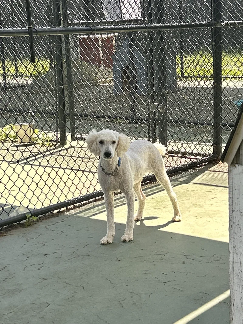 A young medium-sized male Poodle dog named Reginald P. Curlybottom for adoption in Southold, NY