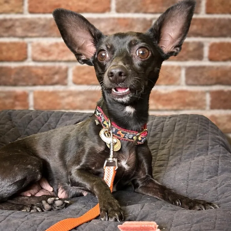 An adult small-sized female Black Chihuahua dog named Binky for adoption in Richmond, VA