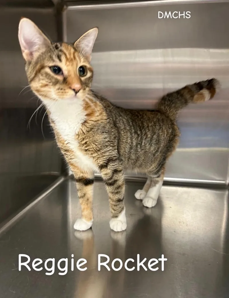 A young small-sized female Torbie Domestic Short Hair cat named Reggie Rocket for adoption in Burlington, IA