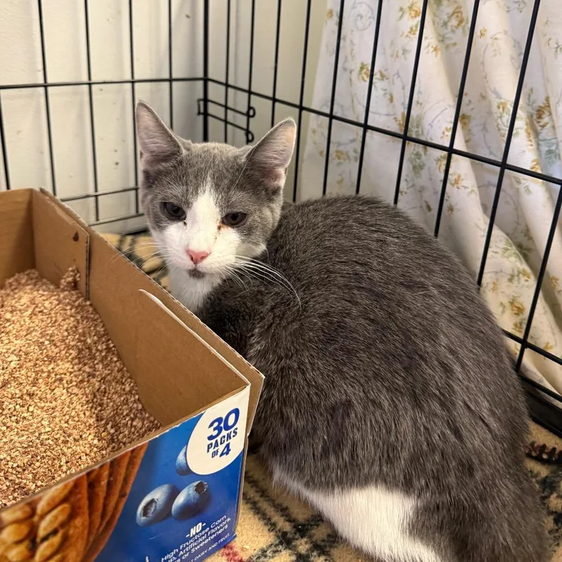 A baby small-sized male Gray / Blue / Silver Domestic Short Hair cat named Raiden for adoption in Spokane, WA