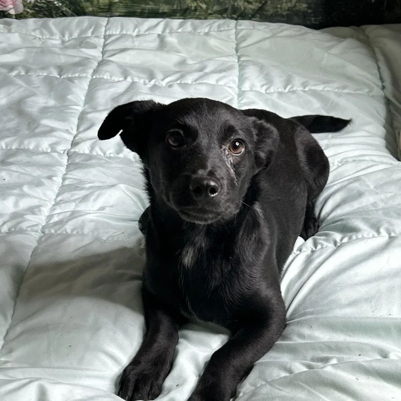 A baby small-sized female Black Labrador Retriever dog named Mary for adoption in Newfoundland, NJ