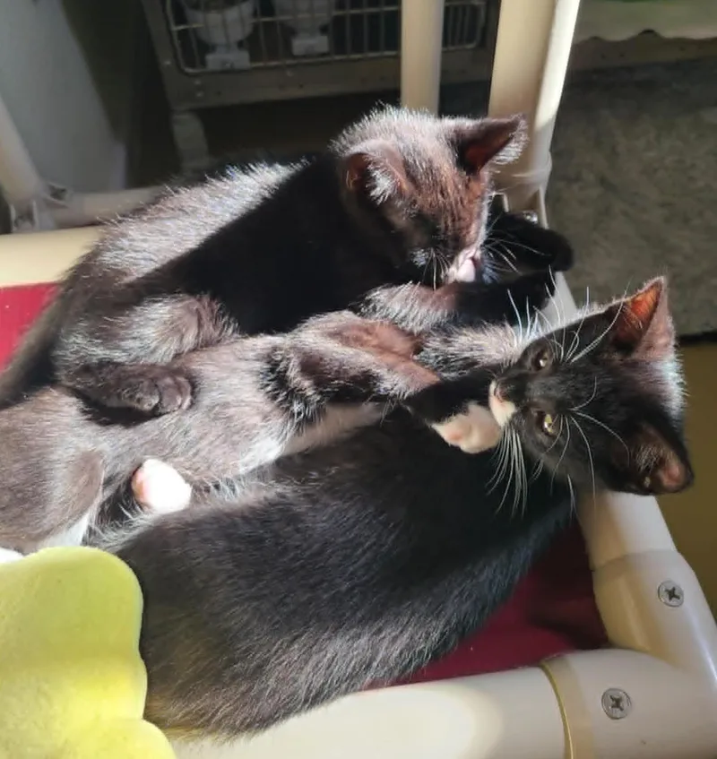 A baby medium-sized male Black Domestic Short Hair cat named Laser for adoption in La Crescent, MN