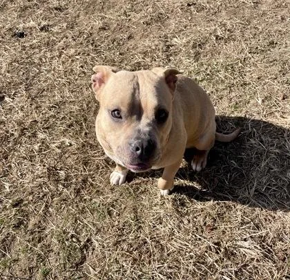 An adult large-sized female Yellow / Tan / Blond / Fawn Mixed Breed dog named Storm for adoption in Mishawaka, IN