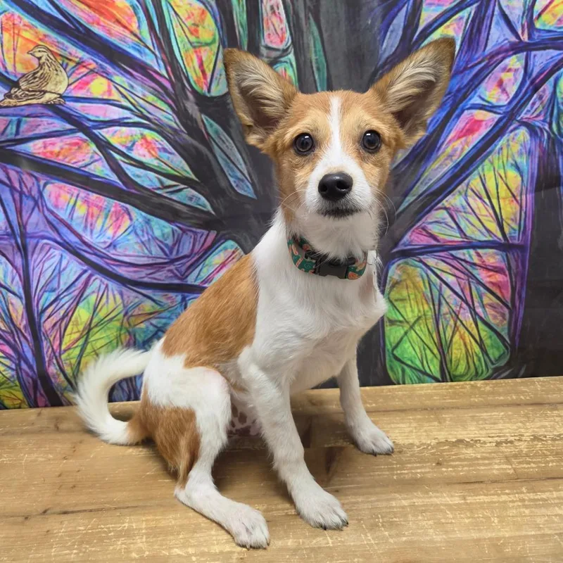 A young small-sized male White / Cream Jack Russell Terrier dog named Tono for adoption in Normal, IL
