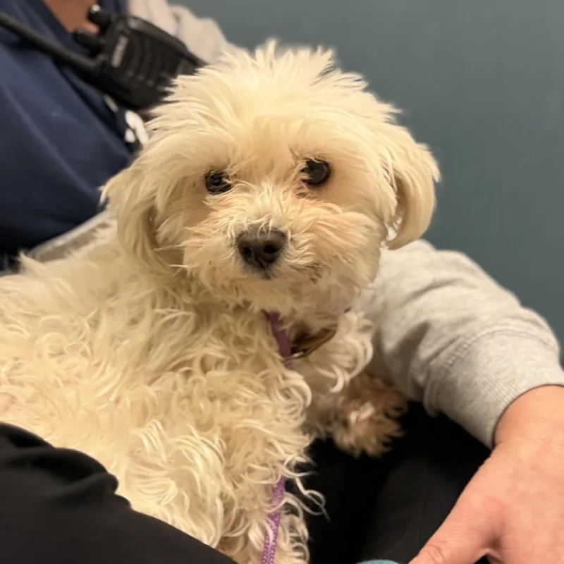An adult small-sized female White / Cream Havanese dog named Wynter for adoption in Sinking Spring, PA