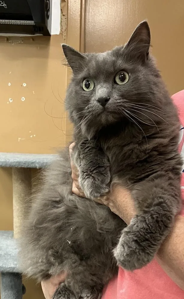 An adult large-sized female Gray / Blue / Silver Domestic Long Hair cat named Juneau fka Bacall  for adoption in Greenville, SC