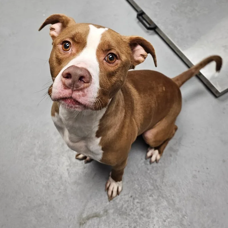 An adult medium-sized male Brown / Chocolate Pit Bull Terrier dog named Max for adoption in Duncan, OK