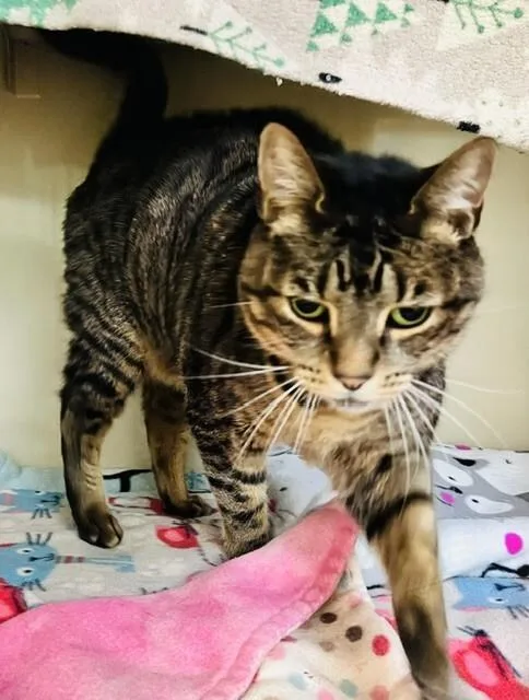 A senior medium-sized female Domestic Short Hair cat named Bambi for adoption in Arlington, WA
