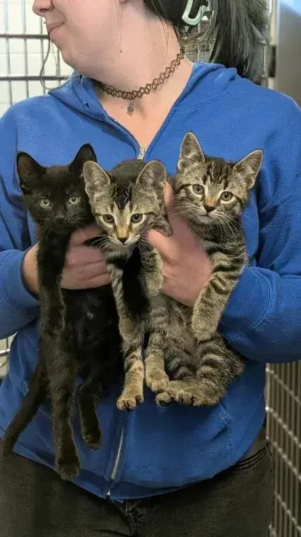 A baby small-sized female Domestic Short Hair cat named Ryoka for adoption in Grand Rapids, MI