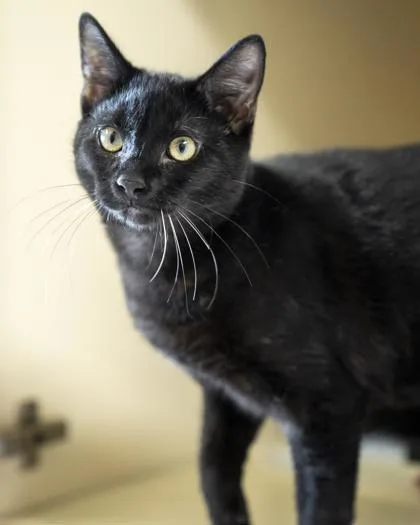 A baby medium-sized male Domestic Short Hair cat named Whiskers for adoption in Pequot Lakes, MN