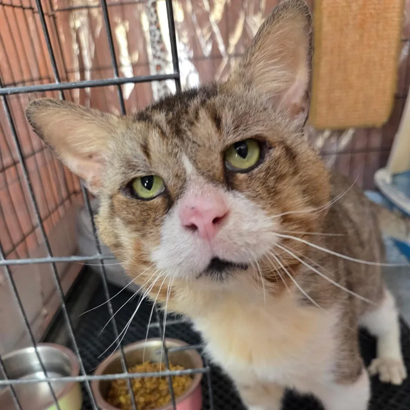 An adult medium-sized male Brown / Chocolate Tabby cat named Biggie Smalls for adoption in Ocala, FL