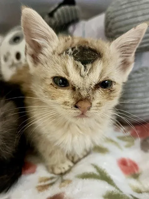 A young small-sized male Domestic Short Hair cat named Riley for adoption in Dallas, TX