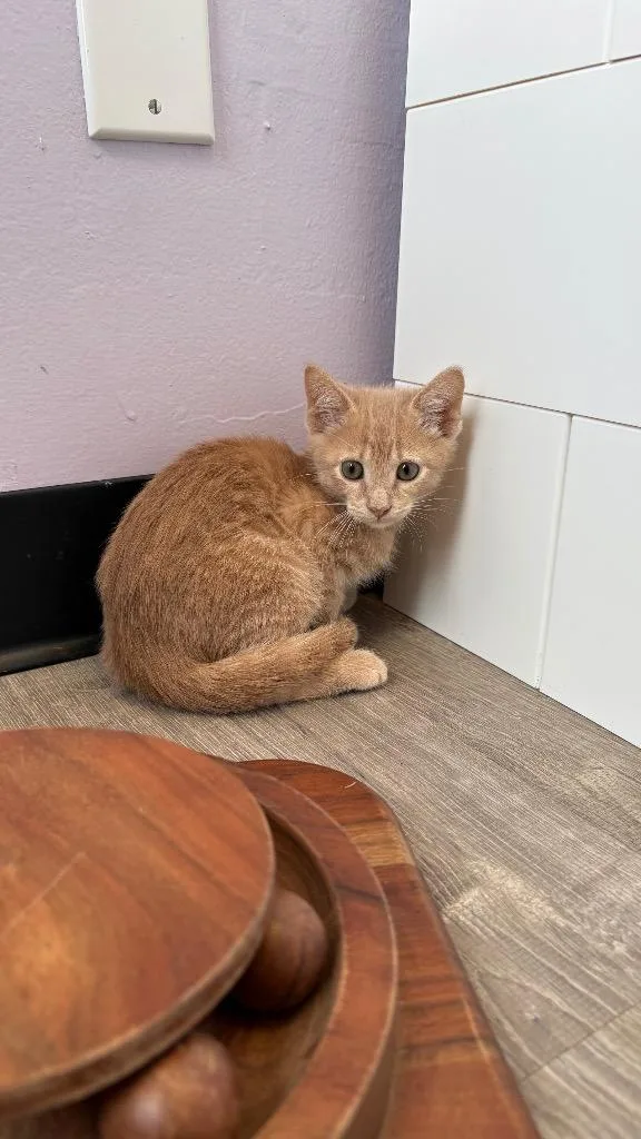 A baby medium-sized male Domestic Short Hair cat named Marmalade for adoption in Lewisville, TX