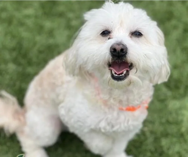 A young small-sized male Maltipoo dog named Cookie for adoption in seward, AK
