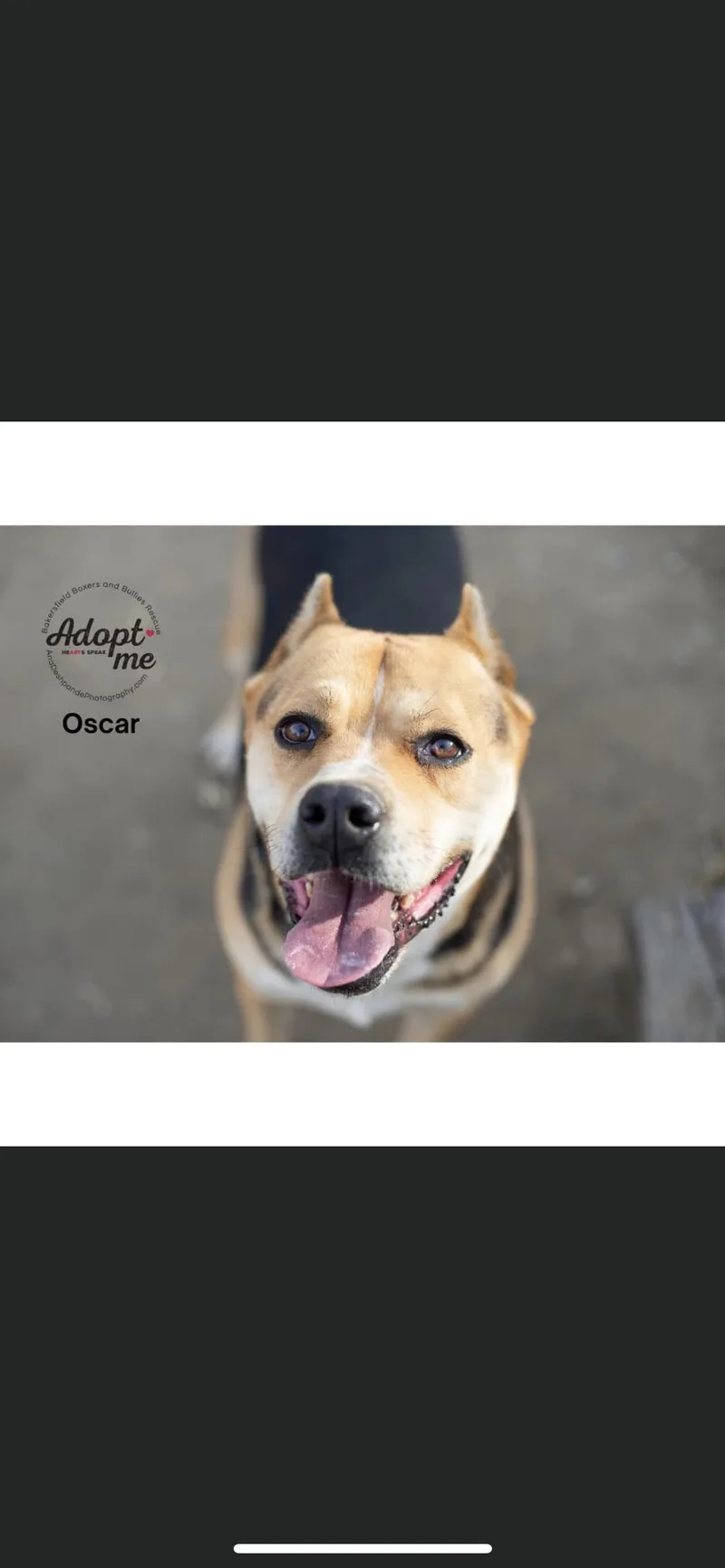 Oscar thumbnail 6